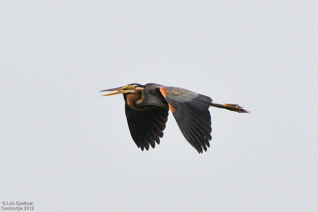 Purple Heron