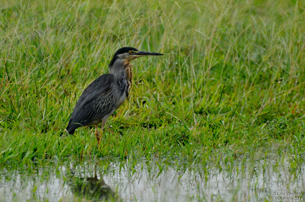 Striated Heron