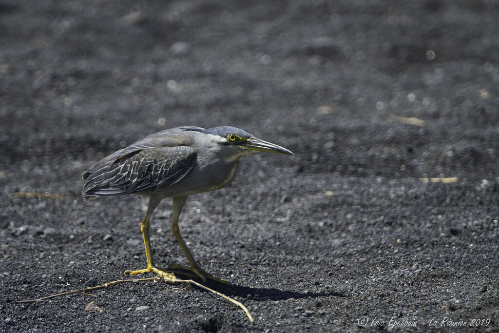 Striated Heron