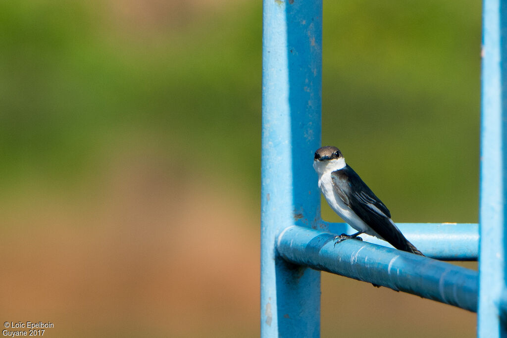 White-winged Swallow
