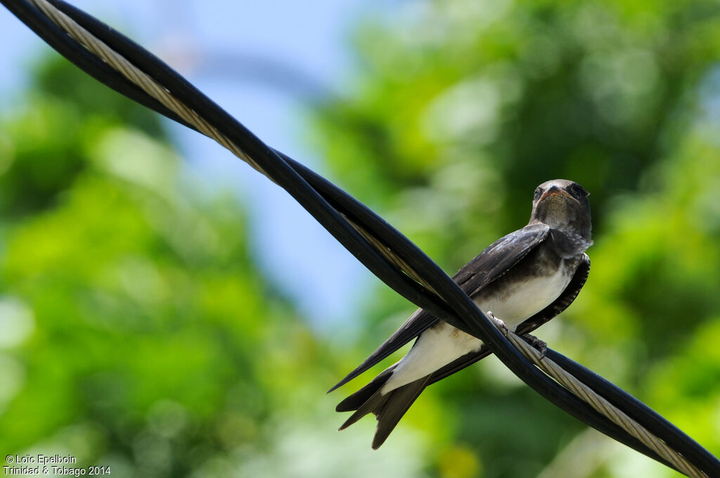 Grey-breasted Martin