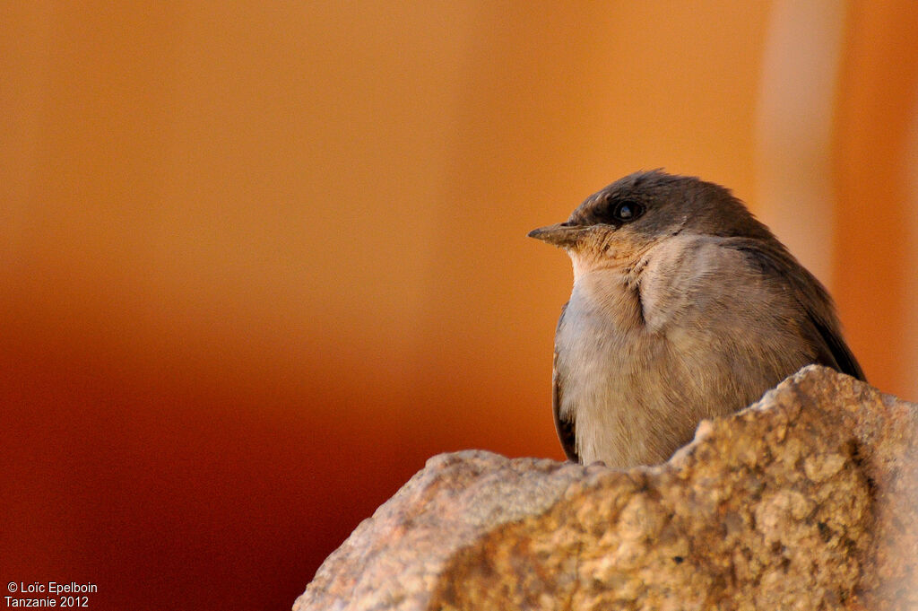 Red-throated Rock Martin