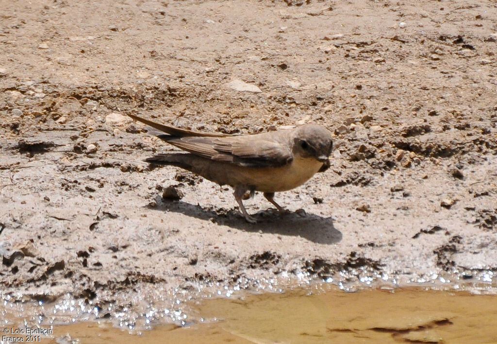 Eurasian Crag Martin