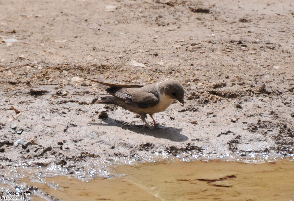 Eurasian Crag Martin