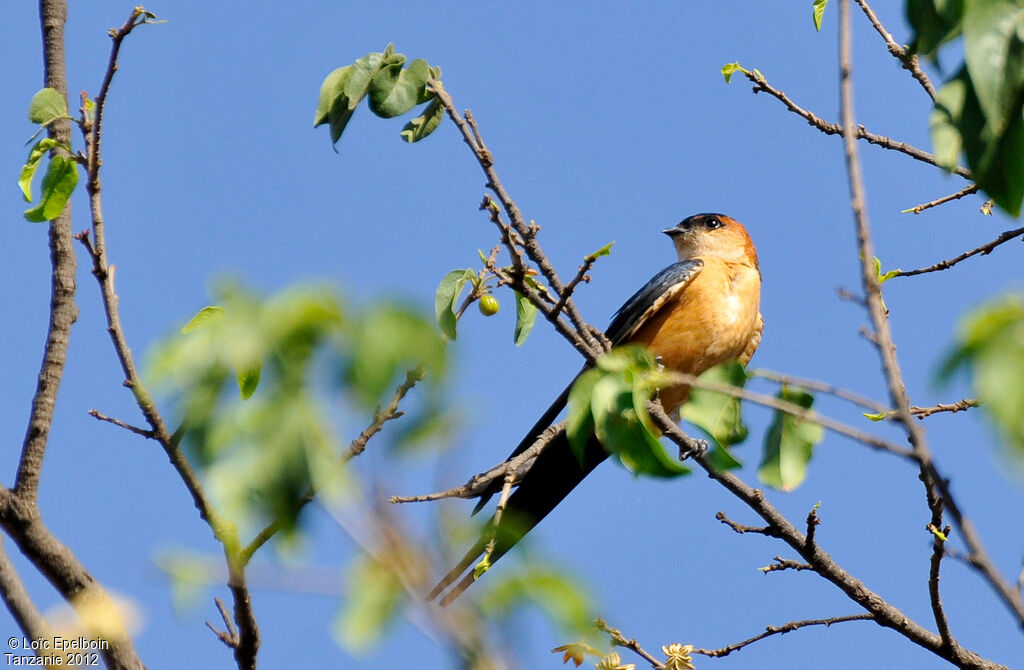 European Red-rumped Swallow