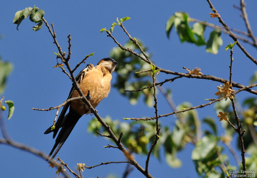 European Red-rumped Swallow