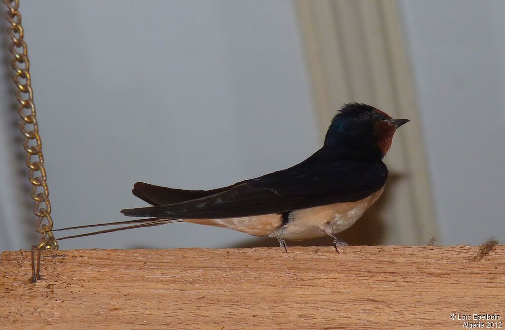 Hirondelle rustique