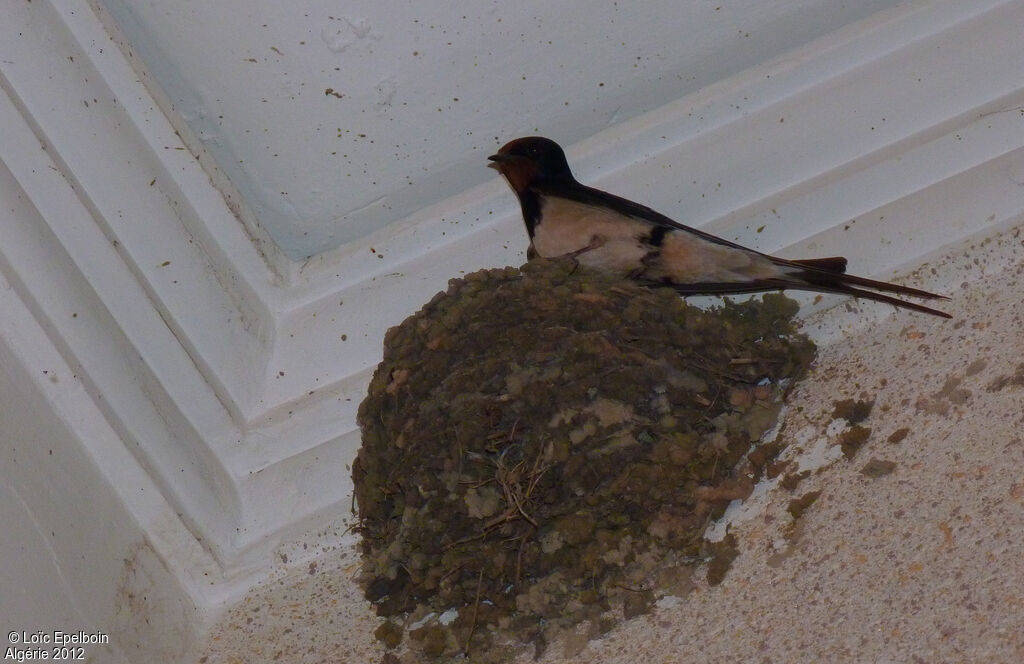 Hirondelle rustique