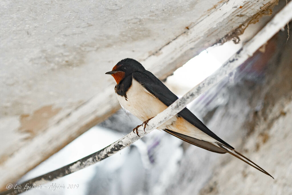 Hirondelle rustique