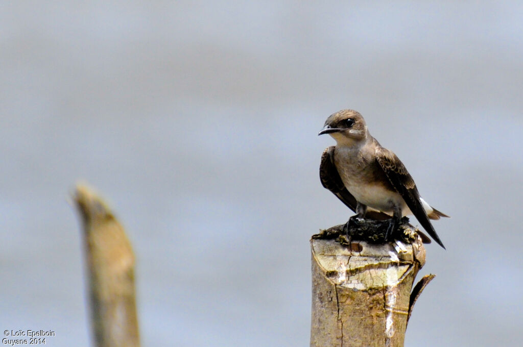 Brown-chested Martin