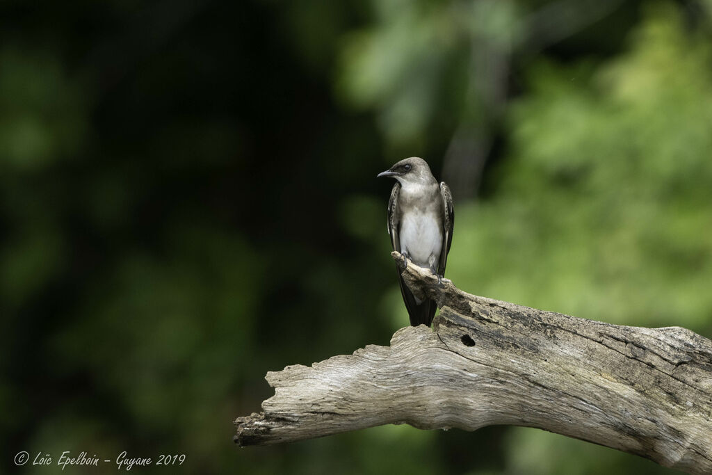 Brown-chested Martin