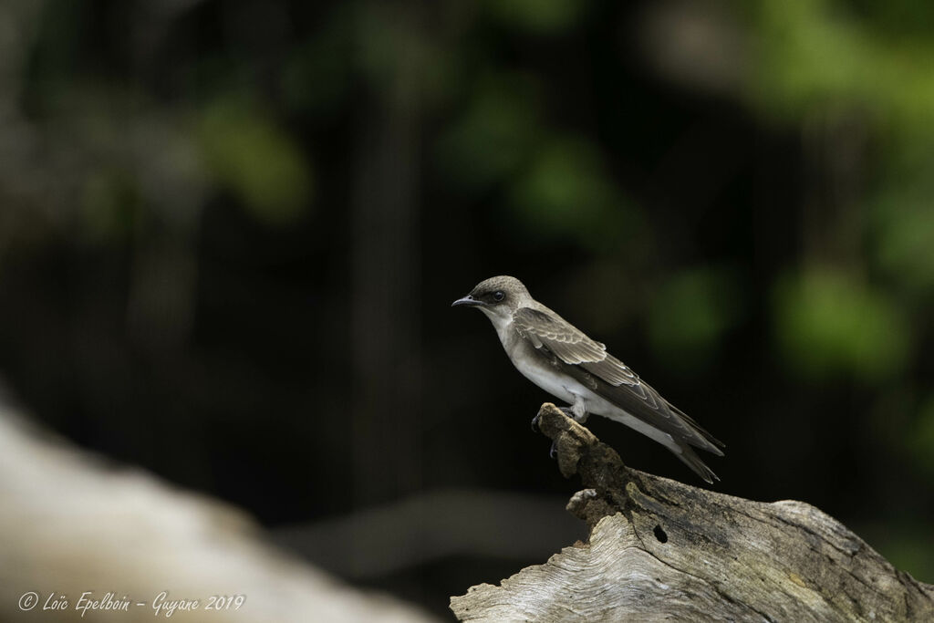 Brown-chested Martin