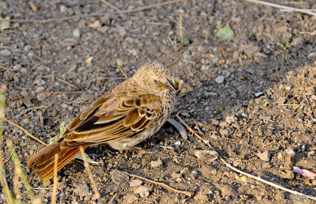 Rufous-tailed Weaver