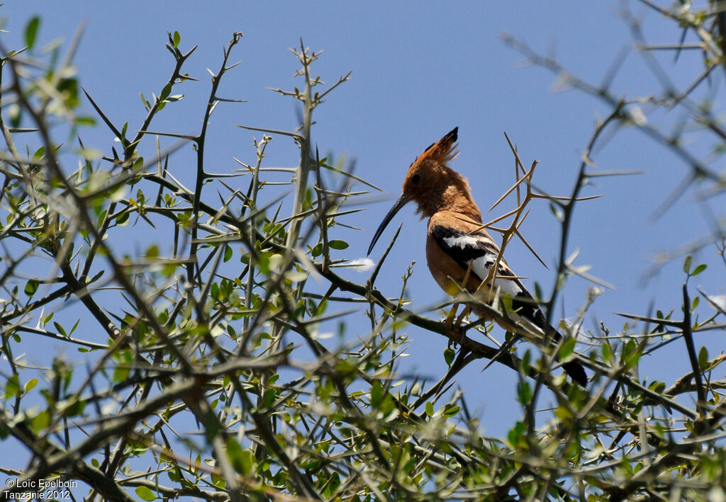 African Hoopoe