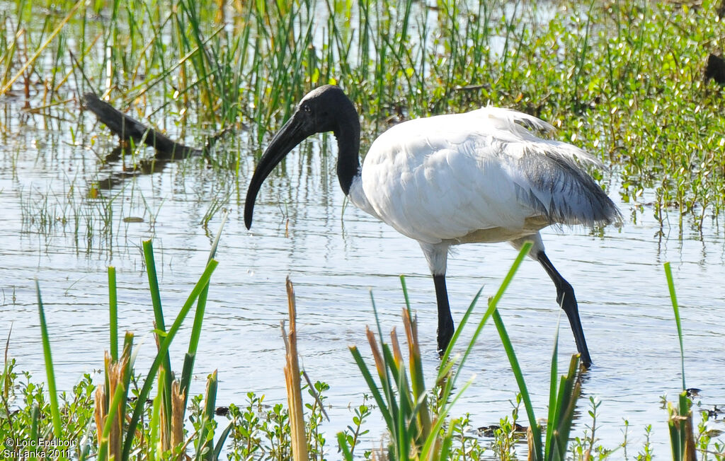 Ibis à tête noire