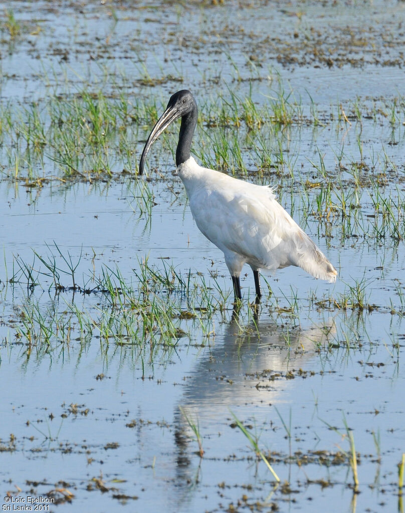 Ibis à tête noire