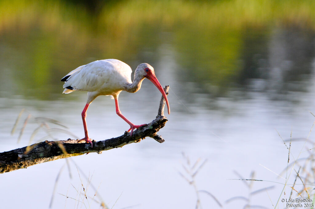 American White Ibis