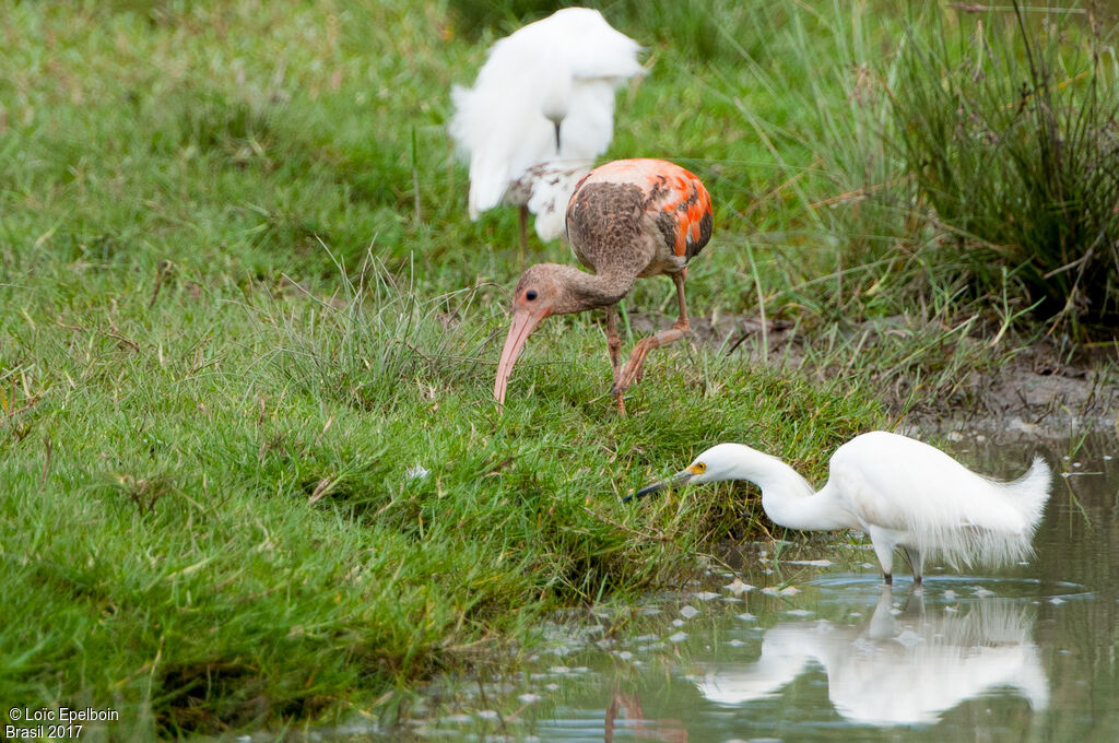 Ibis rouge
