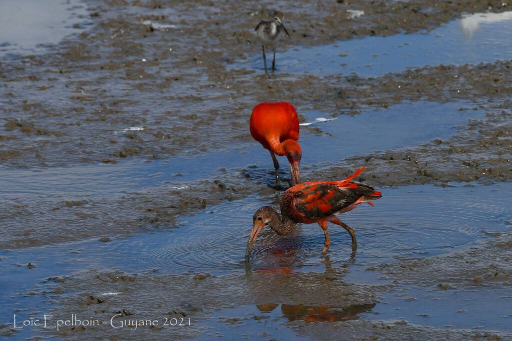 Ibis rouge