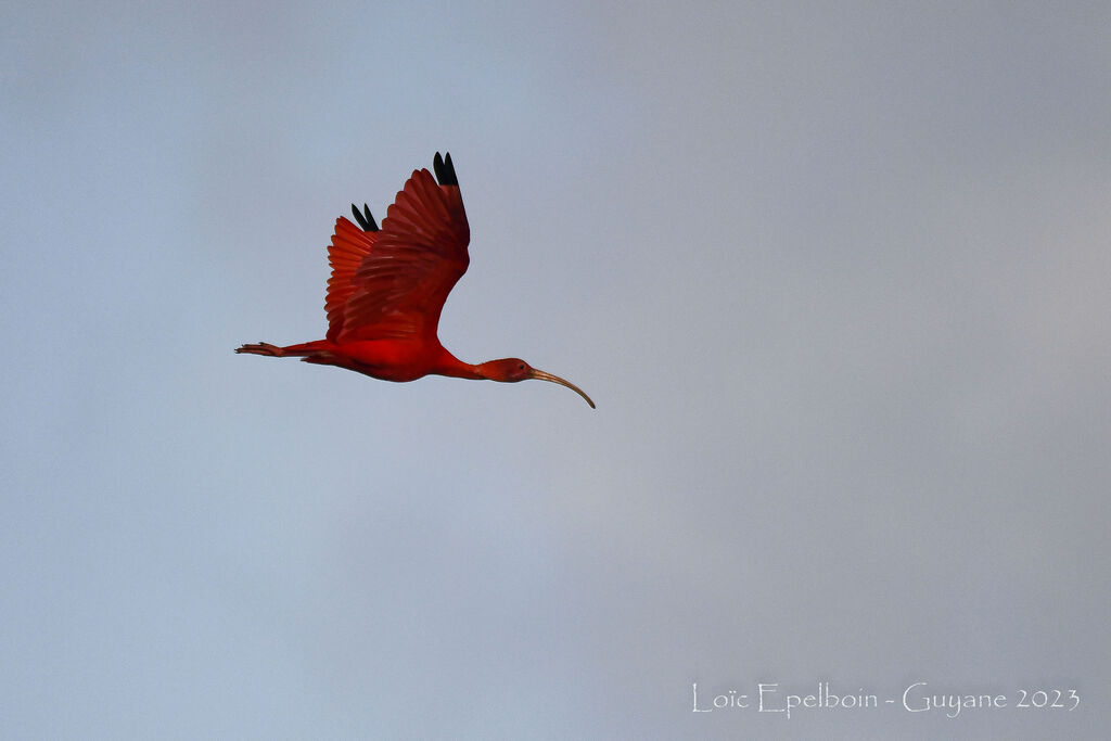 Ibis rouge