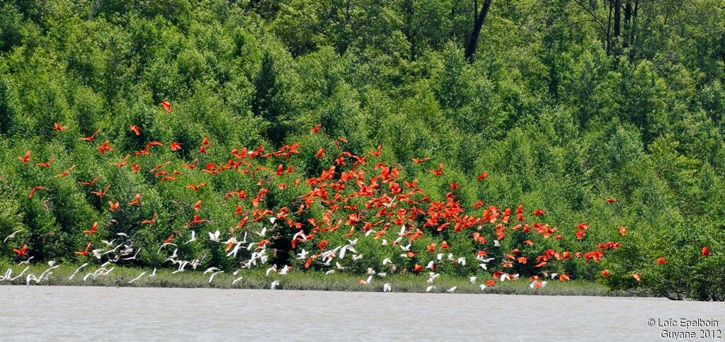 Scarlet Ibis
