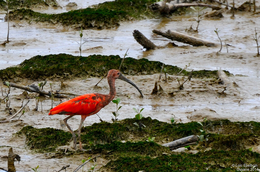 Ibis rouge