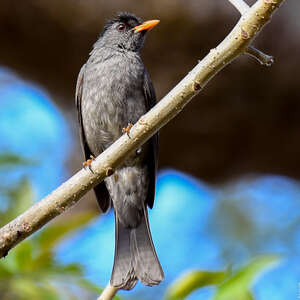 Bulbul de Madagascar