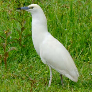 Crabier blanc