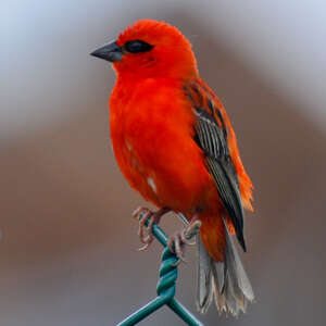 Foudi rouge