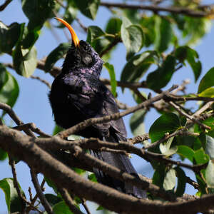 Irrisor à cimeterre