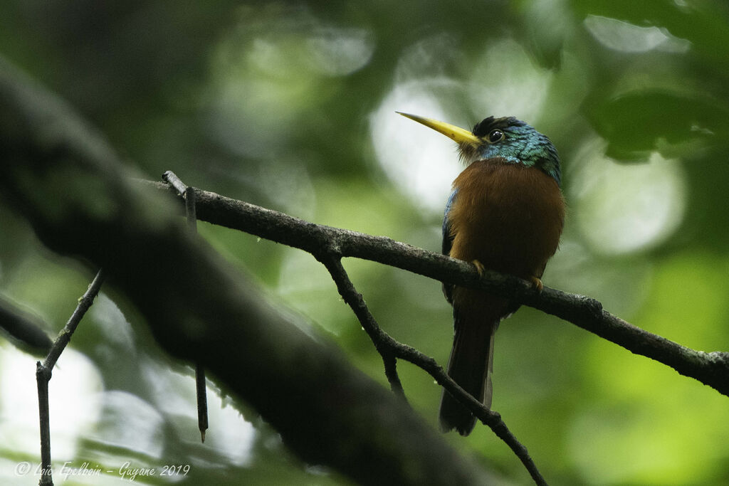 Yellow-billed Jacamar