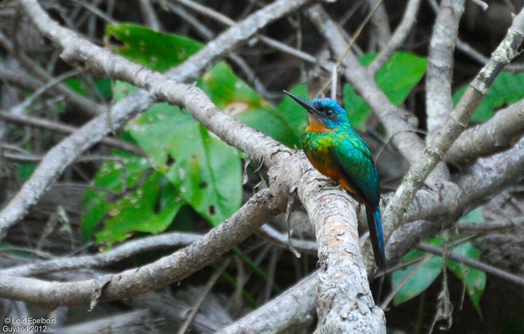 Green-tailed Jacamar female