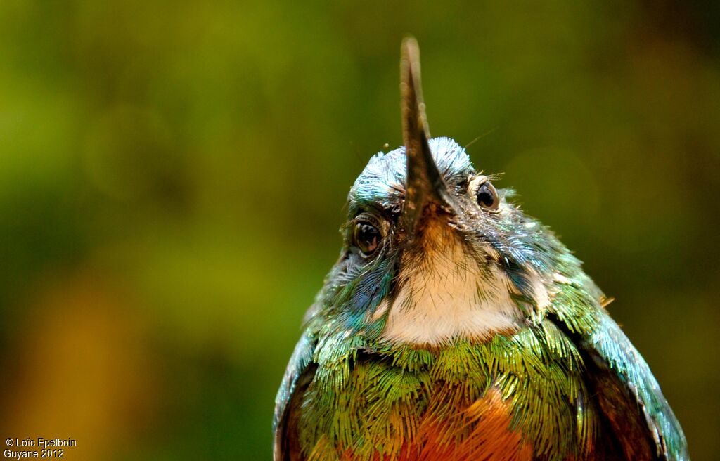 Jacamar vert