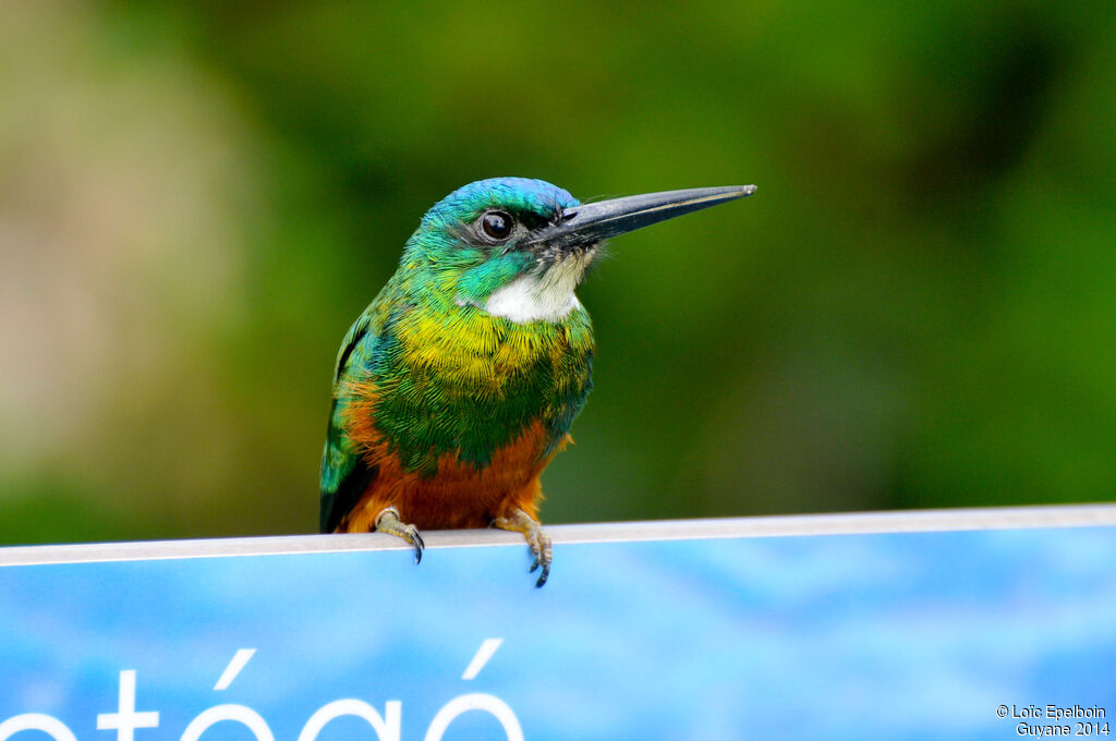 Jacamar vert