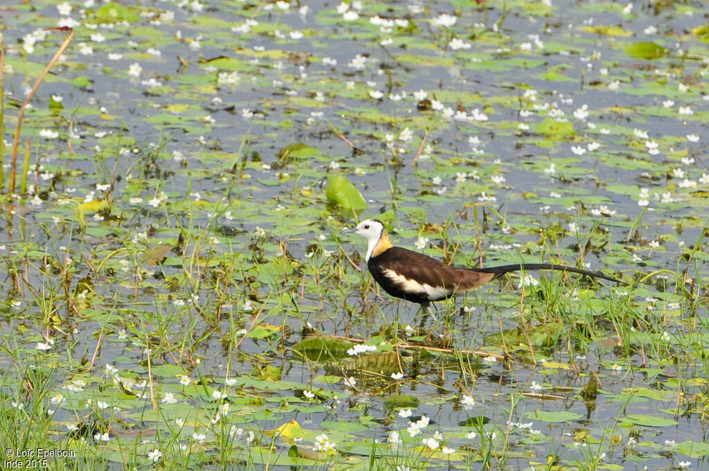 Jacana à longue queue