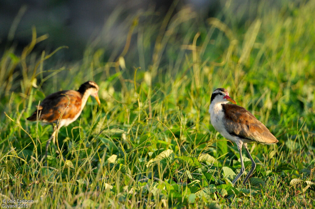Jacana noir