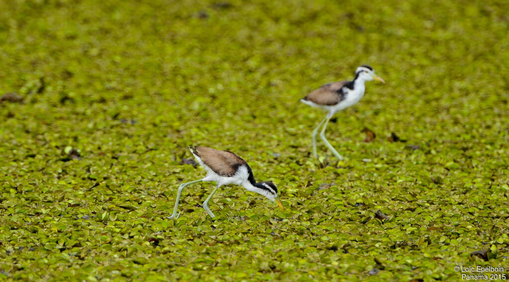 Jacana noir