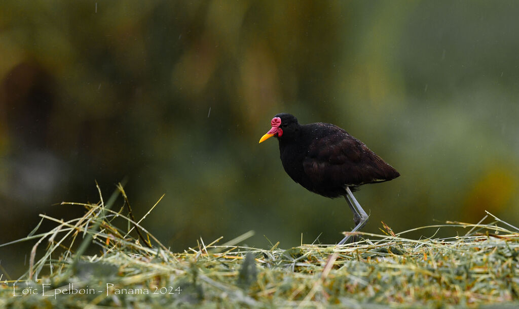 Jacana noir