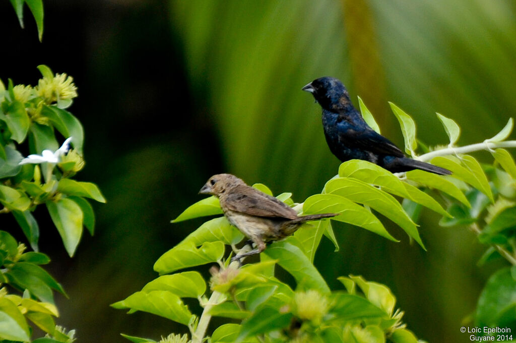 Jacarini noir