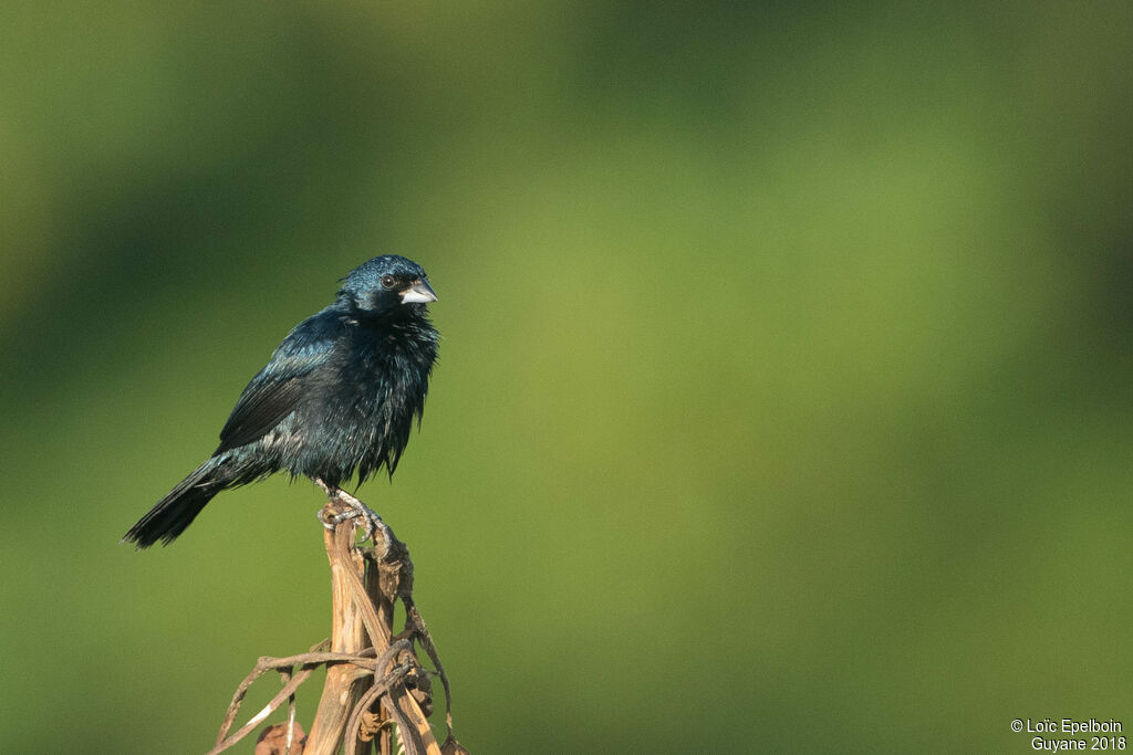 Jacarini noir