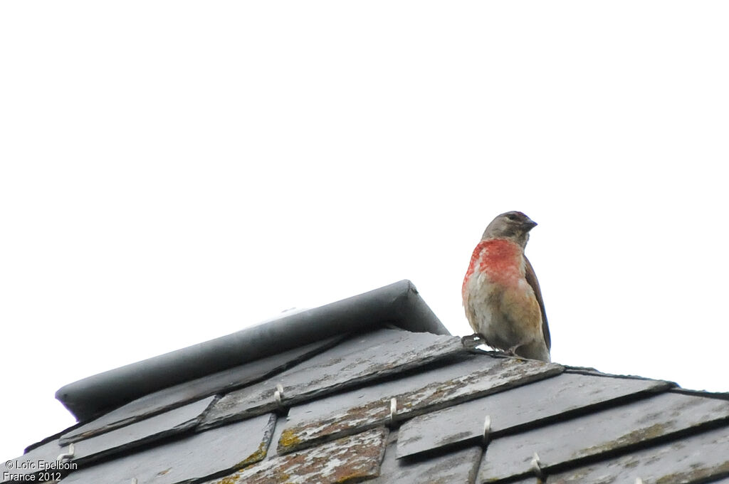 Common Linnet