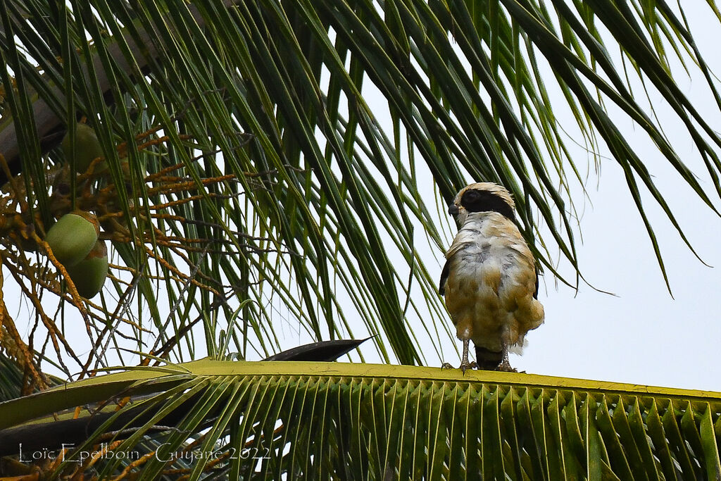 Laughing Falcon