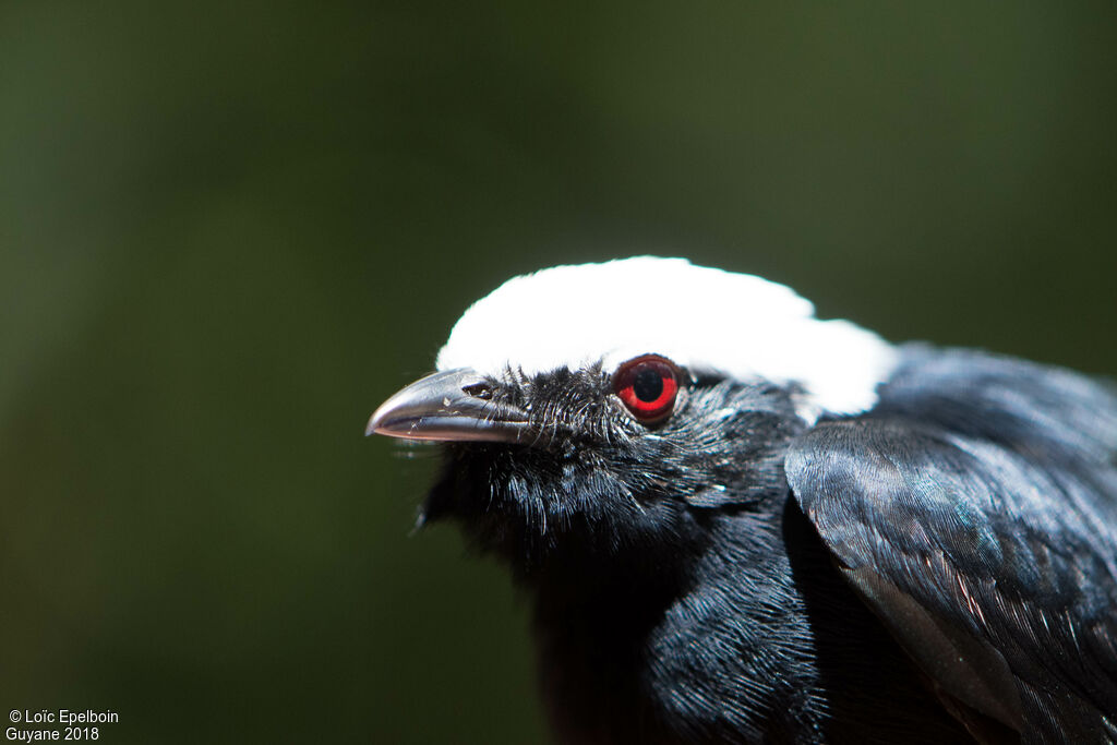 Manakin à tête blanche