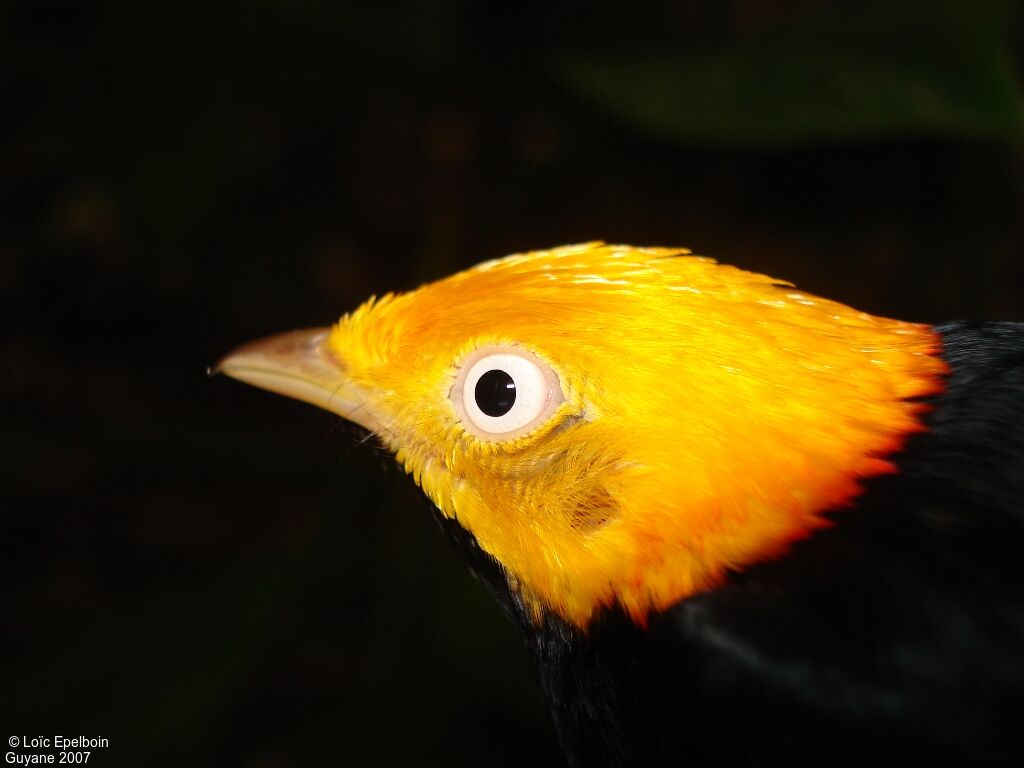 Manakin à tête d'or