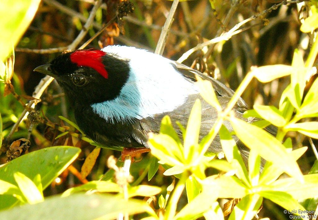 Manakin tijé