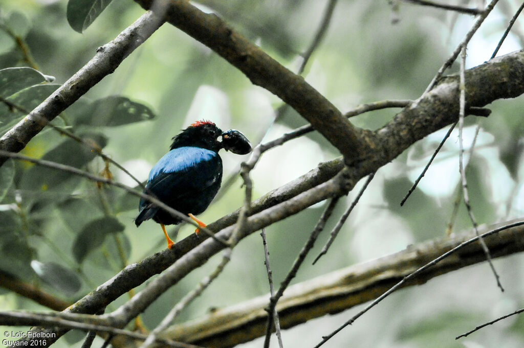 Manakin tijé