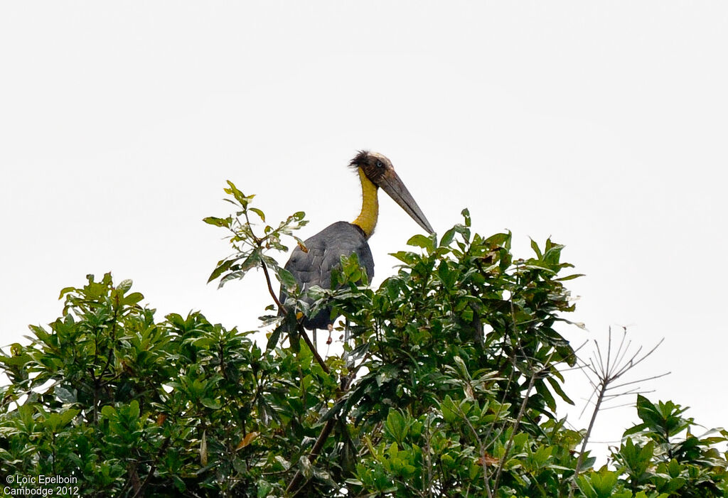 Lesser Adjutant