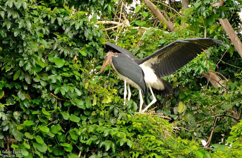 Marabou Stork