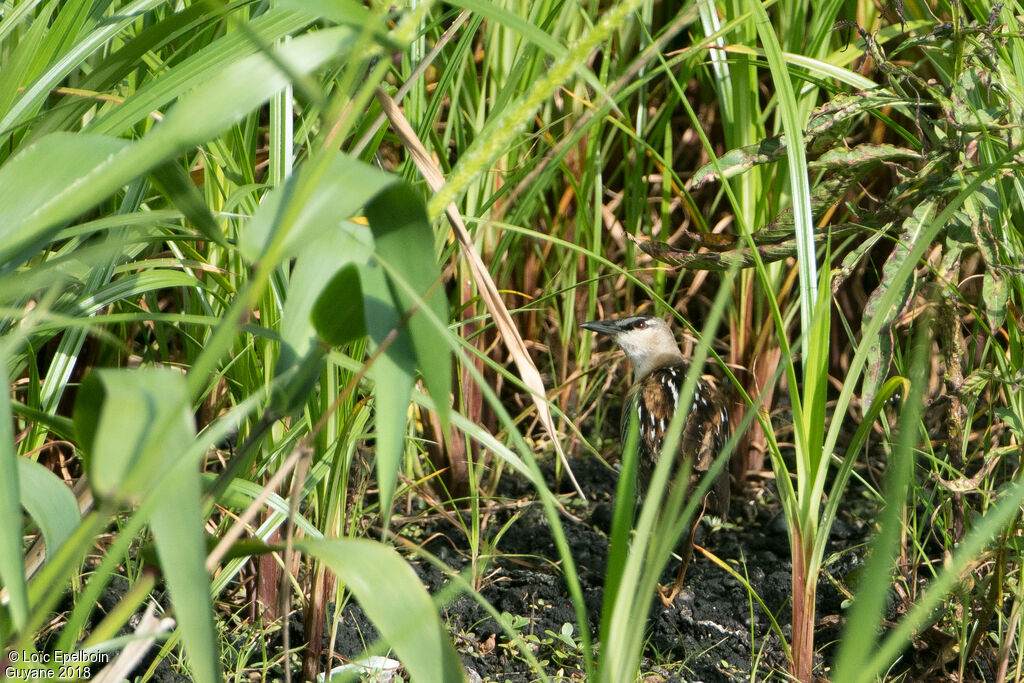 Yellow-breasted Crake