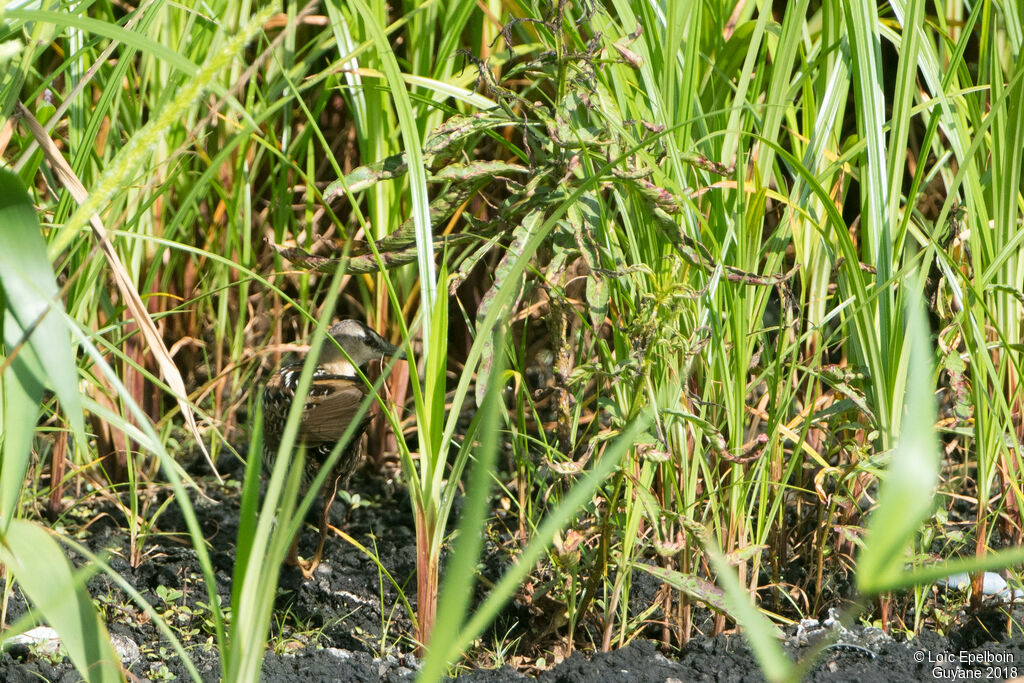 Yellow-breasted Crake